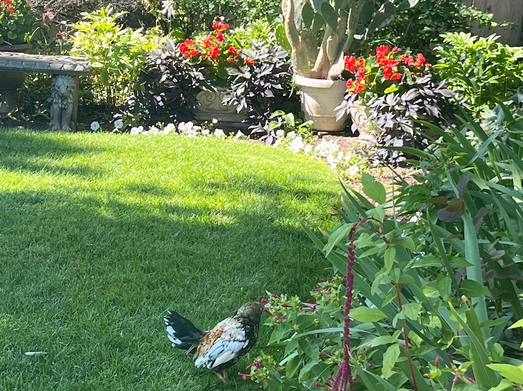 DanWalt Gardens-比灵斯必去景点