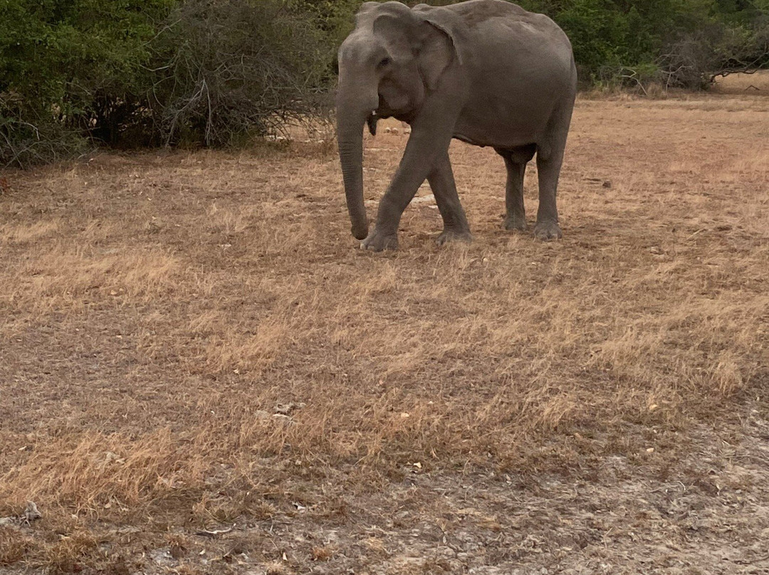 Safari Panama Sri Lanka-Panama必去景点