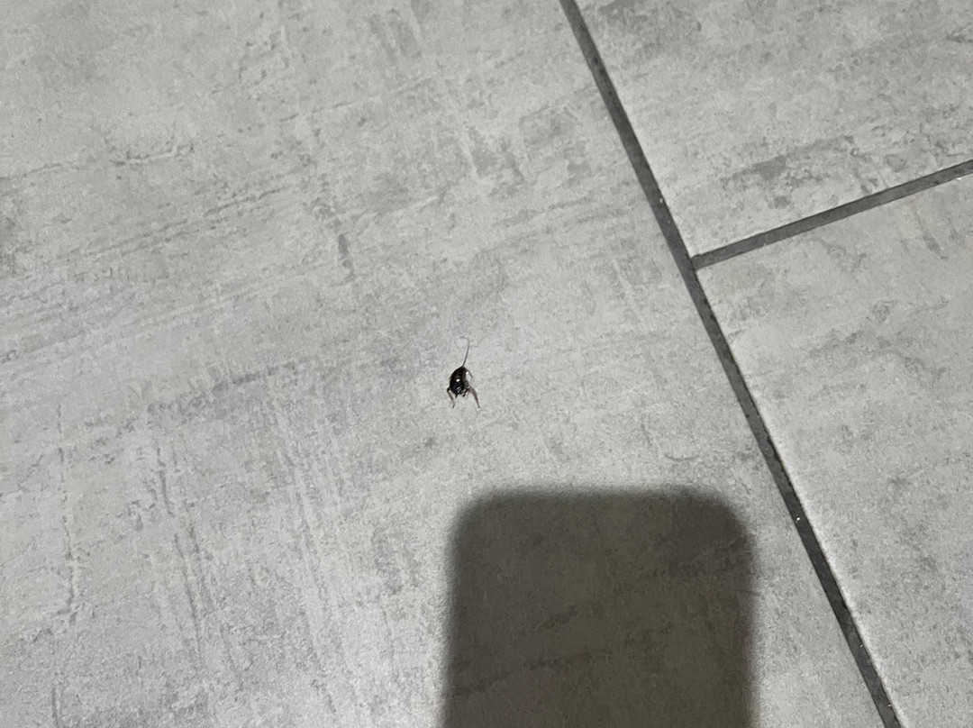 Best Western Plus New Caney Inn & Suites主图