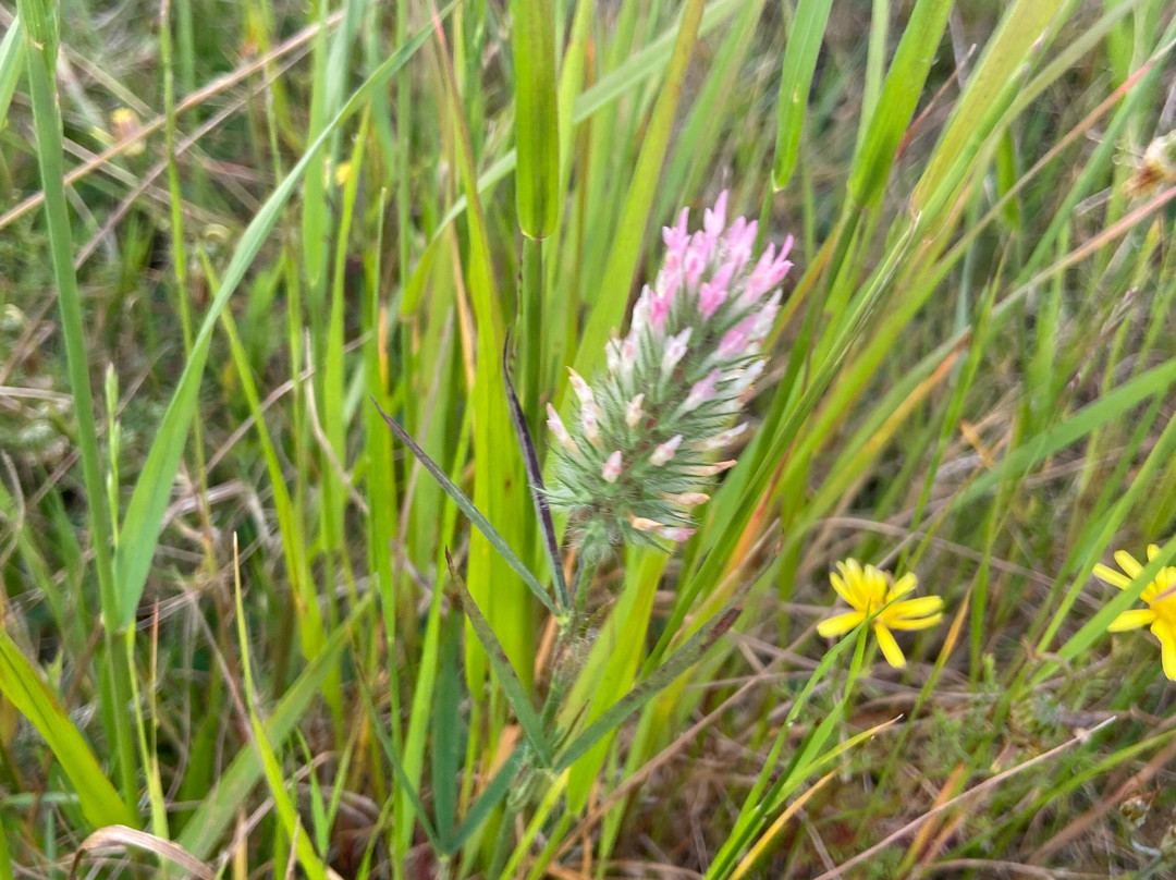 Rondeboschuhh Common-Rondebosch必去景点