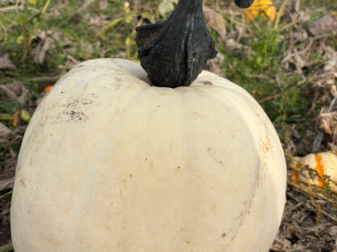 Undley Pumpkin Patch & Maize Maze景点图片