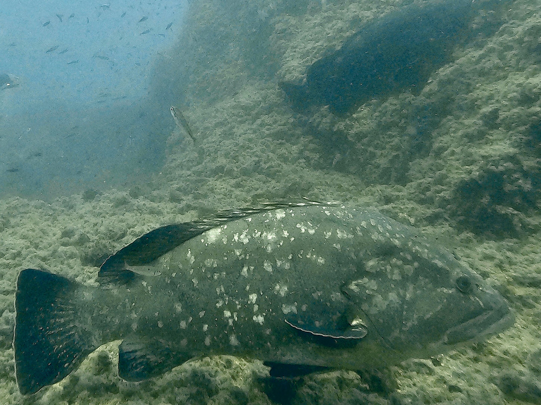 Mangamar Dive Center-Cabo de Palos必去景点