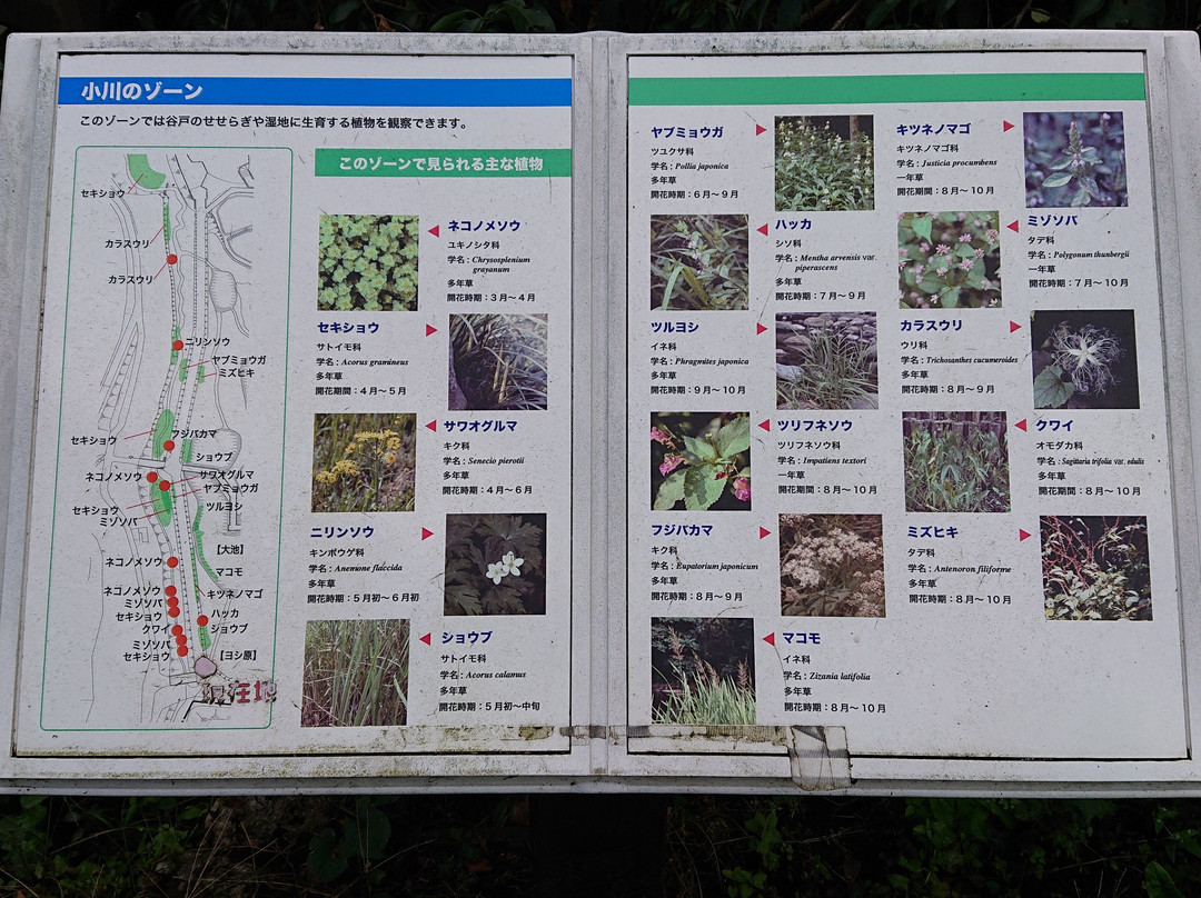 Jindai Aquatic Botanical Garden景点图片