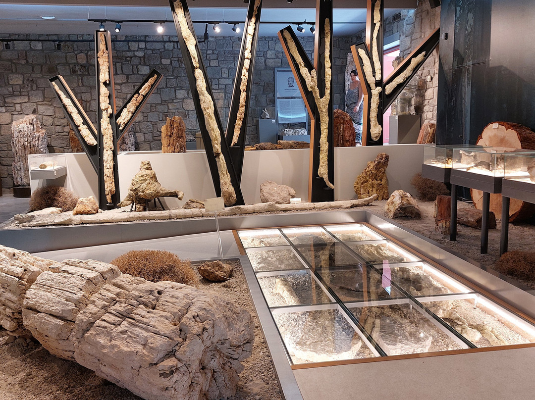 The Natural History Museum of the Lesvos Petrified Forest景点图片