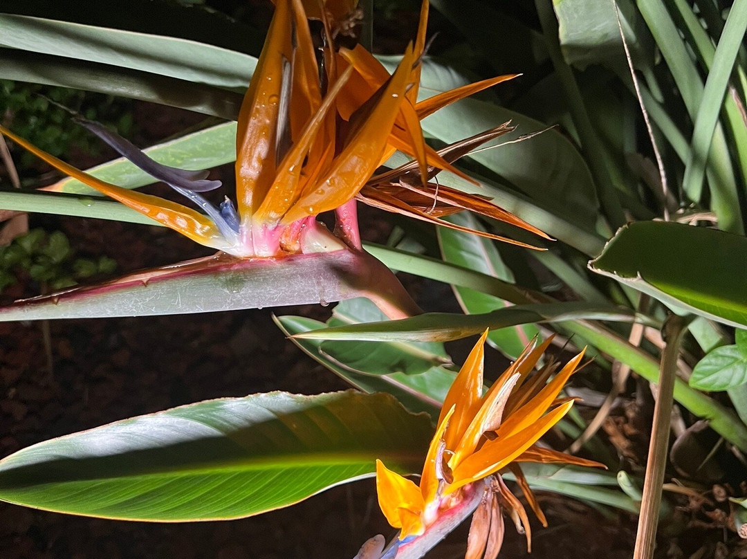 Shaka Guide: Maui Audio Tours-毛伊岛必去景点