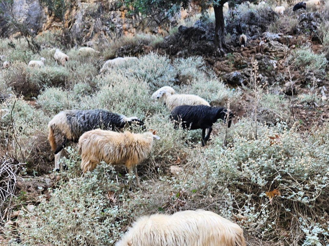 Gorges of Theriso景点图片