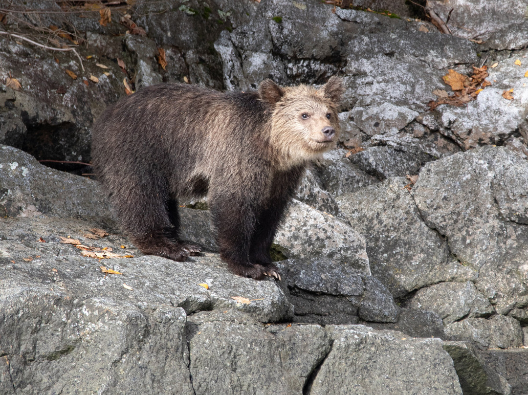 Sea Wolf Adventures景点图片