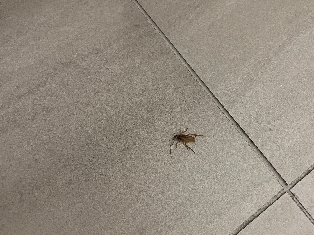 Holiday Inn Express & Suites Orange City - Deltona by IHG主图