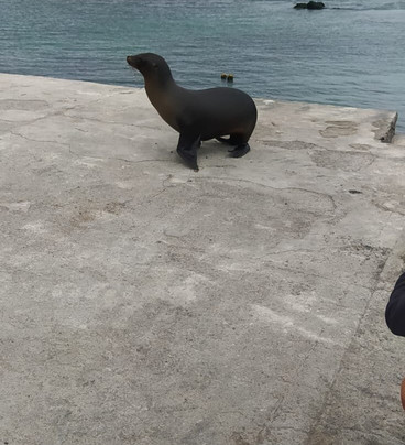 Galapagos Elements-阿约拉港必去景点