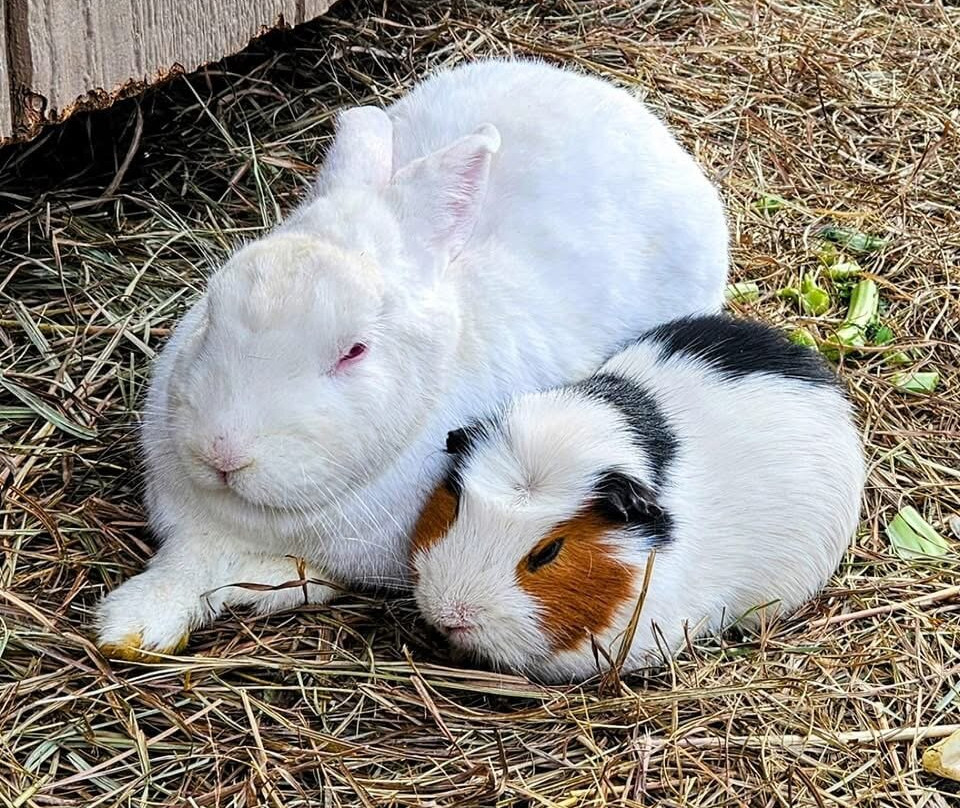 Hope & Serenity Farm Sanctuary景点图片