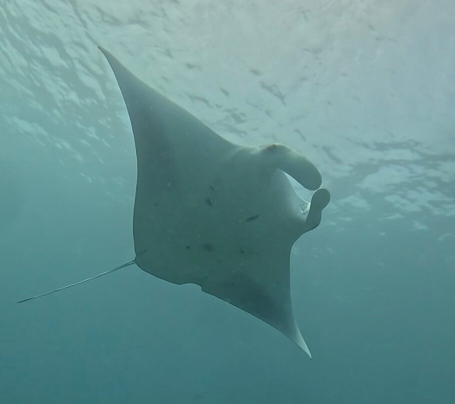 Sun Siyam Diving-伊露岛必去景点