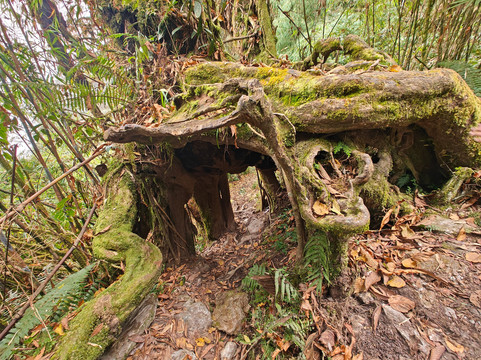 Connecting Northeast-甘托克必去景点