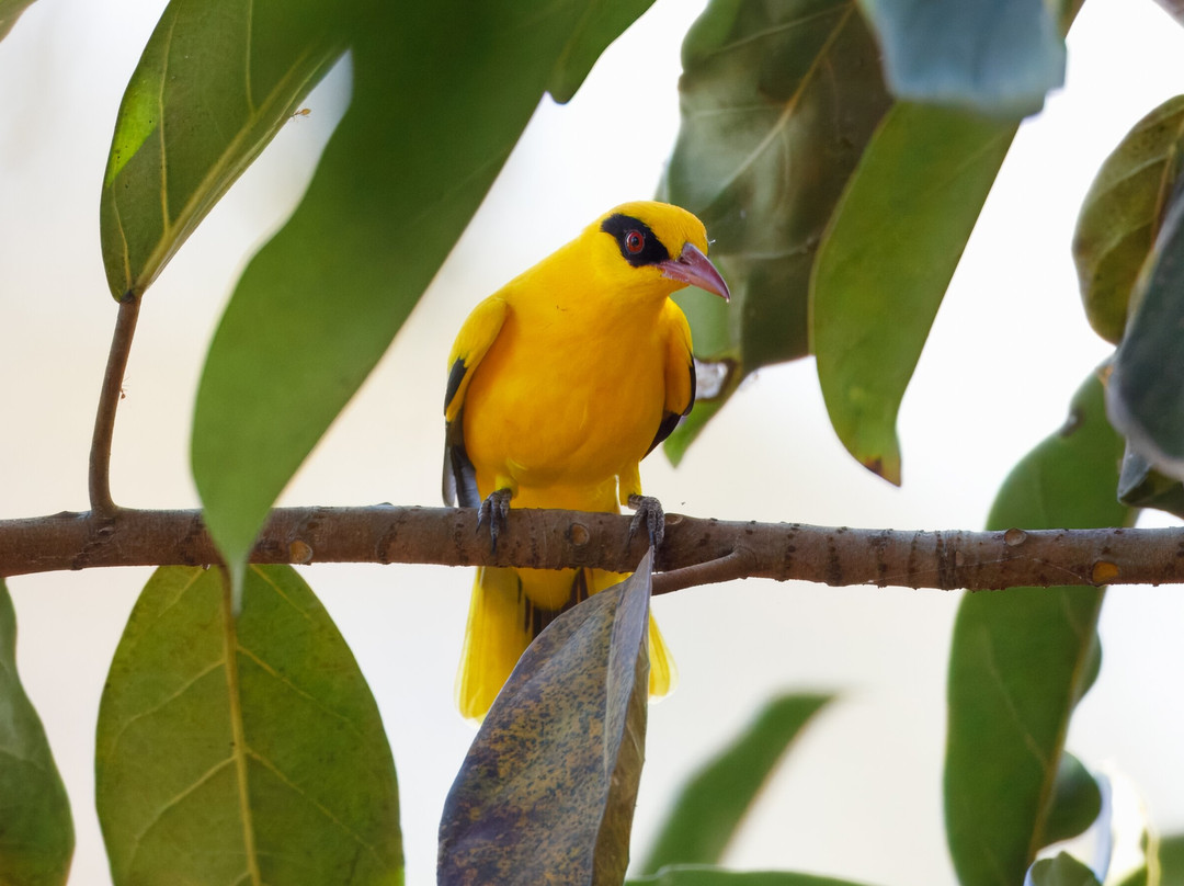 Senegambia Birding-Mandinari必去景点