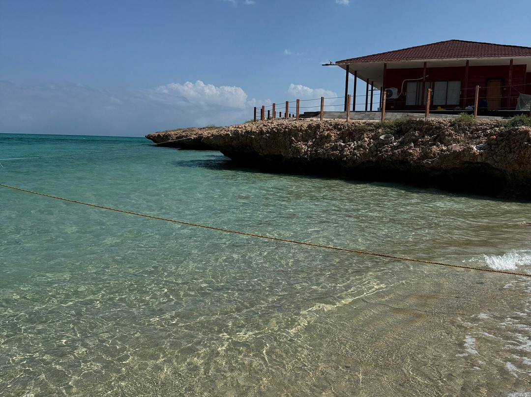 Dolphin Excursions Djibouti-吉布地必去景点