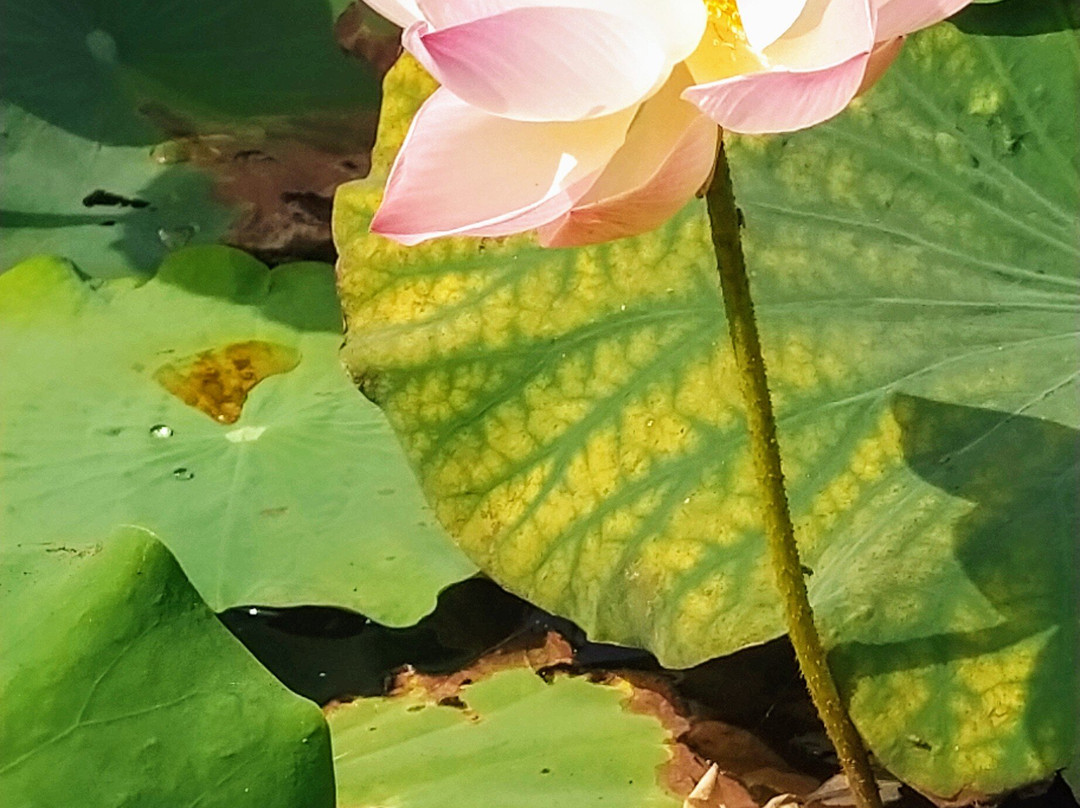 Lotus Farm Siem Reap-暹粒必去景点