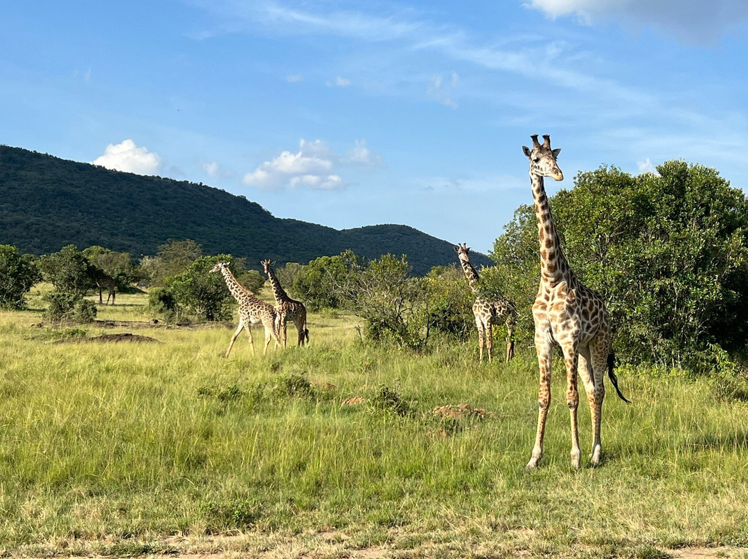 Masai Mara Holidays景点图片
