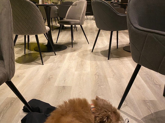 DORMERO Moselhotel Koblenz-Alken主图