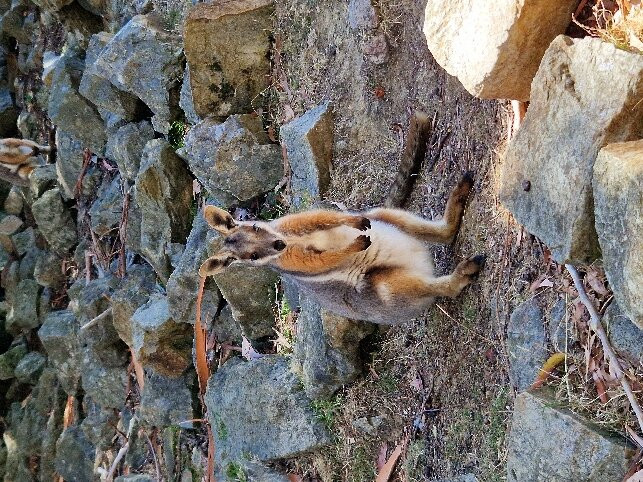 Cleland Wildlife Park景点图片