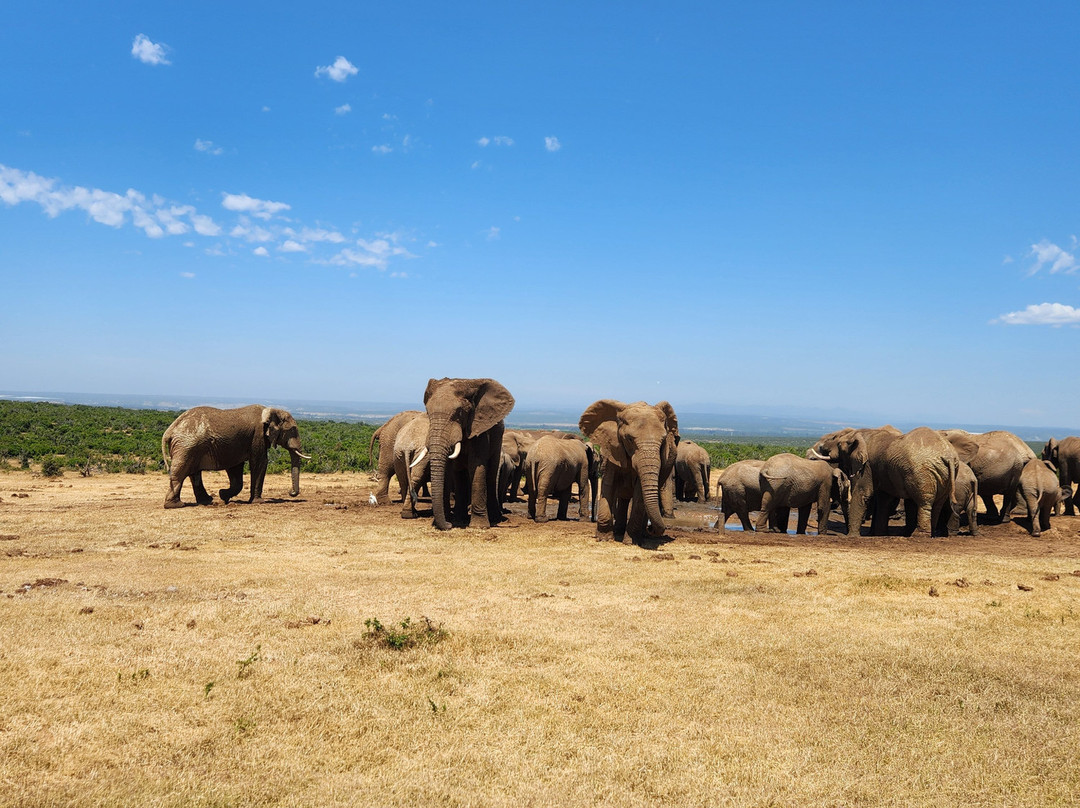 Umzantsi Afrika Tours-伊丽莎白港必去景点