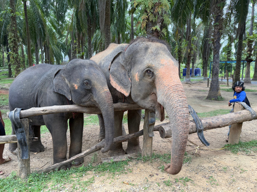 Krabi Elephant​ Heaven​-奥南必去景点