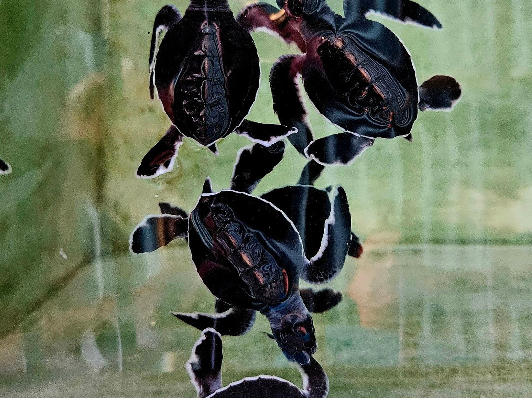 黑卡杜瓦海龟孵化场-希克杜沃必去景点