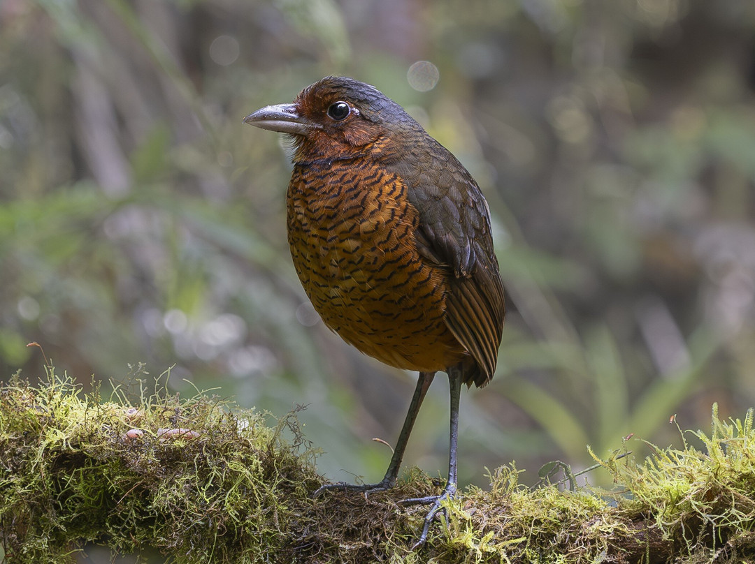Refugio Paz de las Aves主图