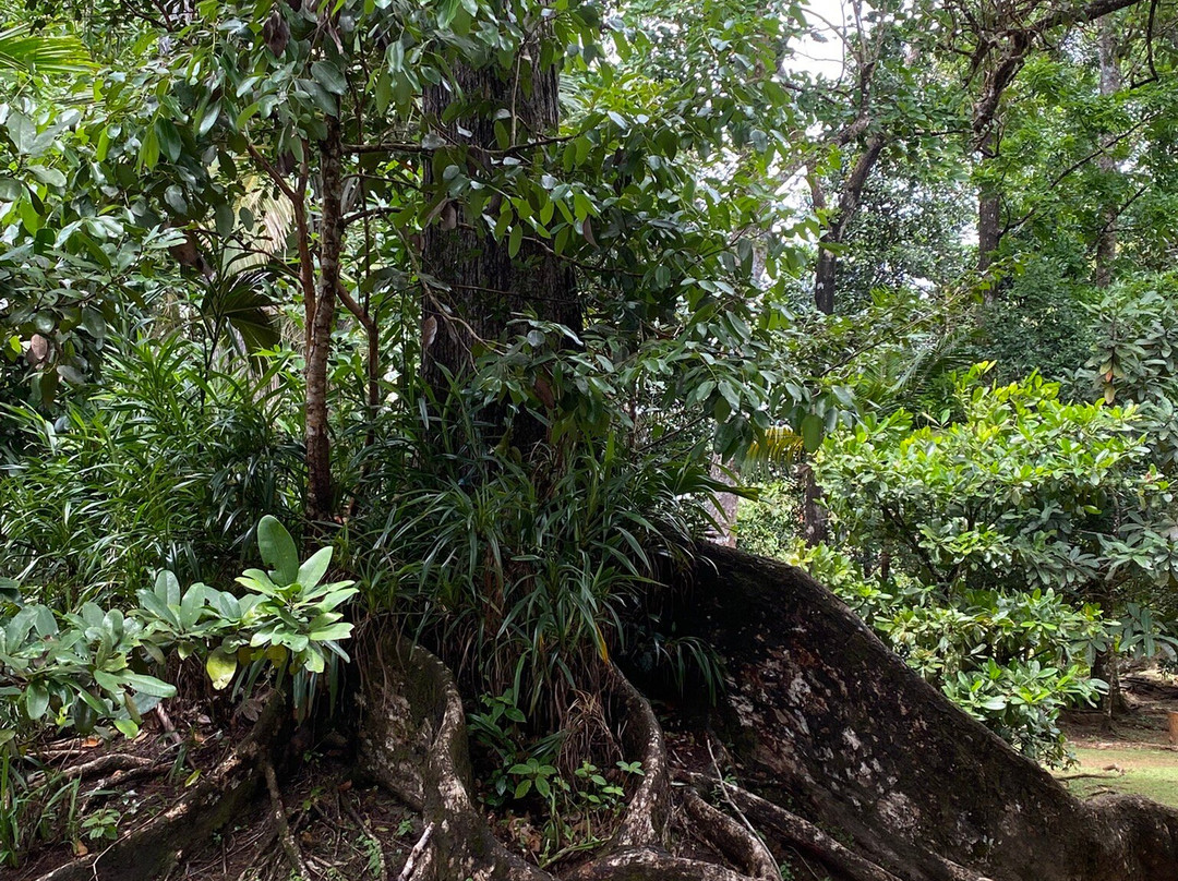 Morne Seychellos National Park景点图片