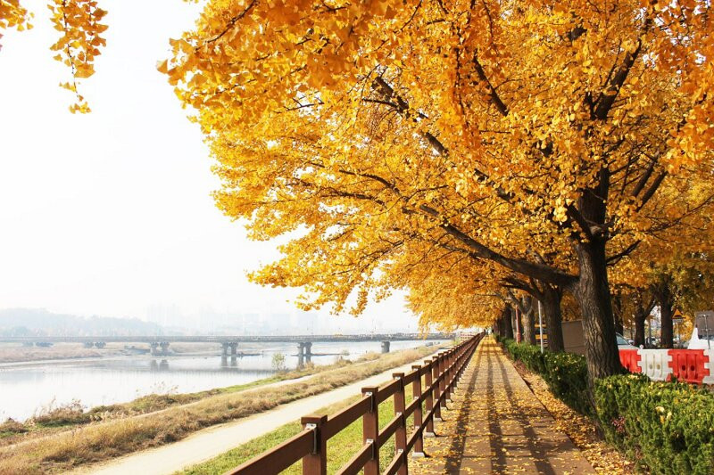 Gingko Tree Road-牙山市必去景点