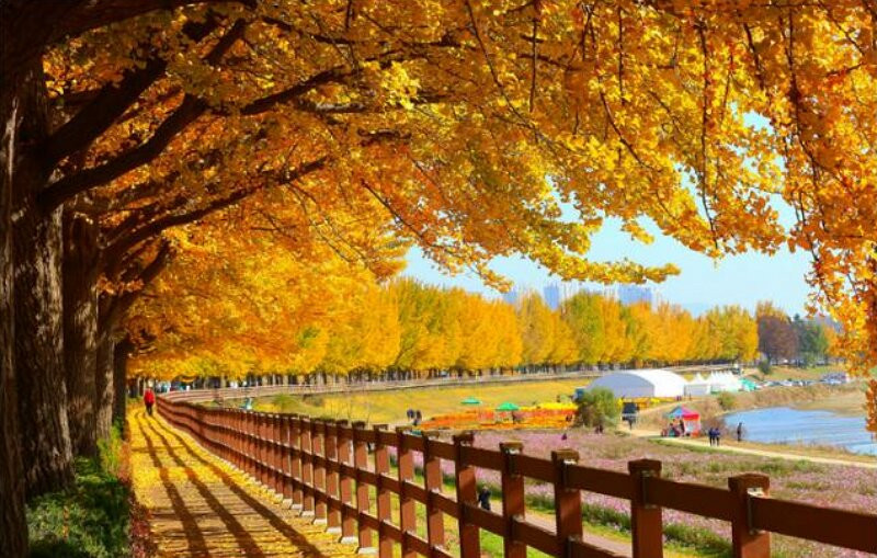 Gingko Tree Road-牙山市必去景点