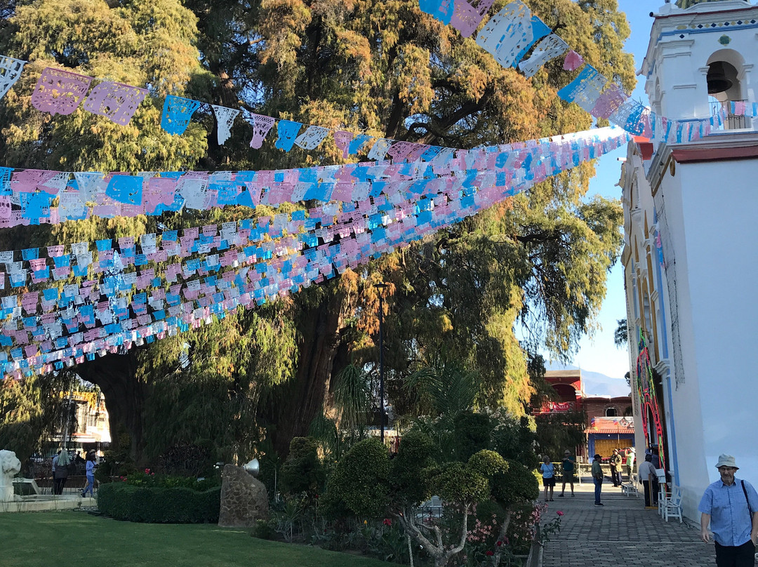 Tule Tree景点图片