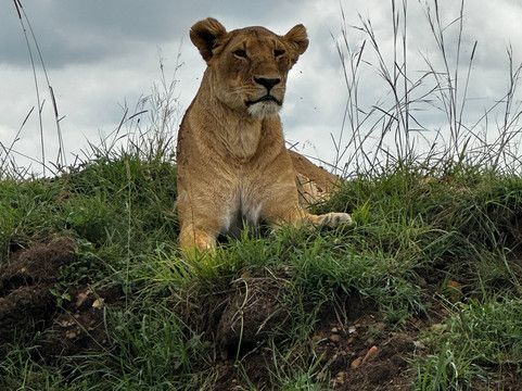 Crowned Eagle Safaris Limited-内罗毕必去景点