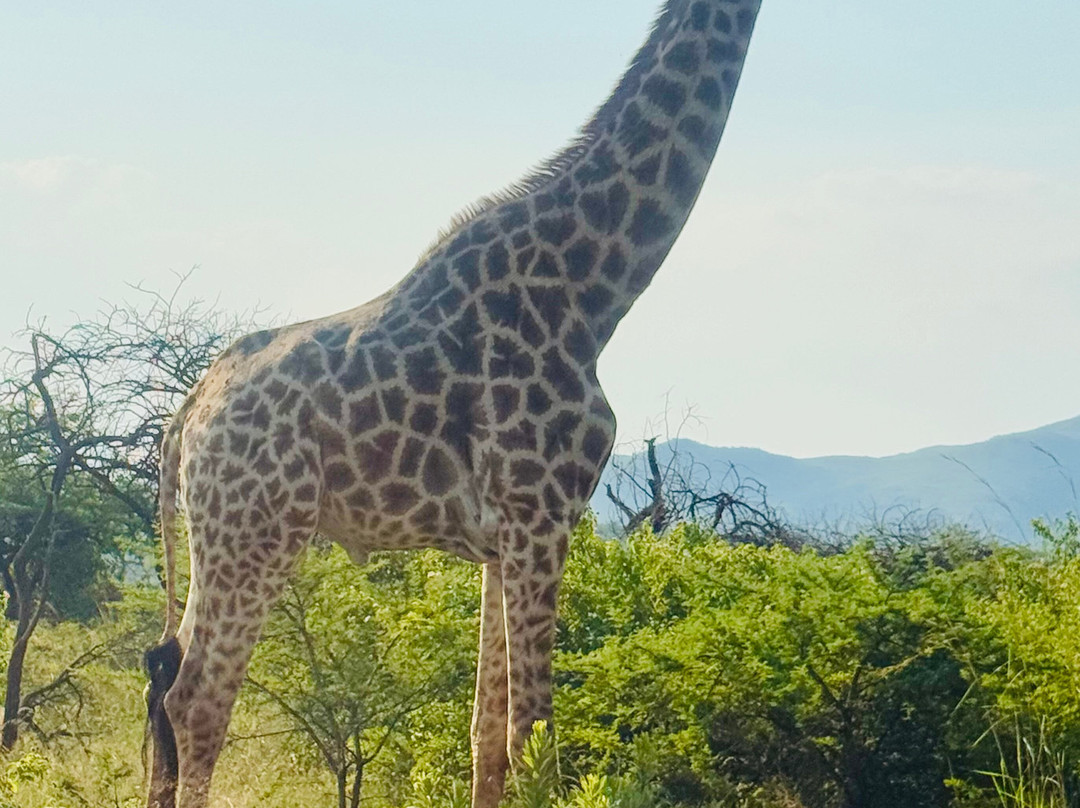Nkomazi Game Reserve-巴德普拉斯必去景点