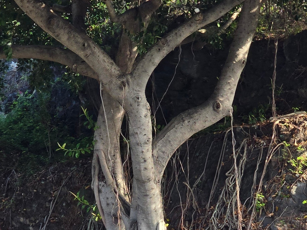 Kikos Tours Oahu-火奴鲁鲁必去景点