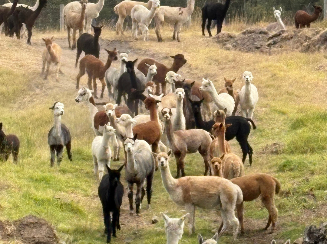 Softfoot Farm & Wildlife Park景点图片