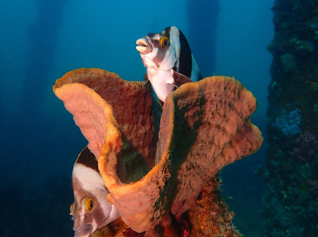 Sea Dragon Dive Lodge景点图片