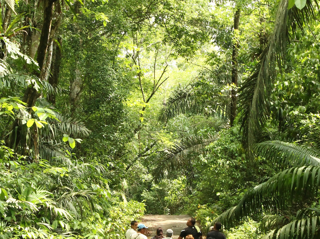 Gamboa Rainforest Reserve主图