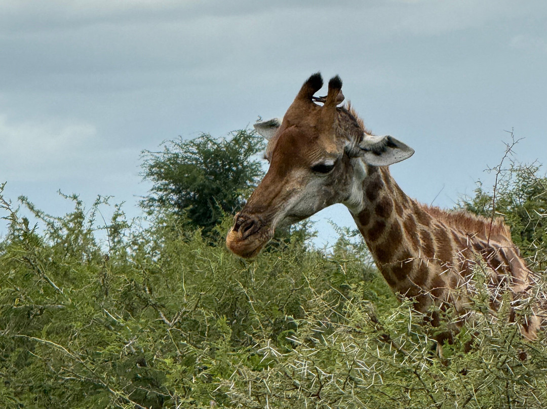 Into Africa life changing experiences-Seronera必去景点