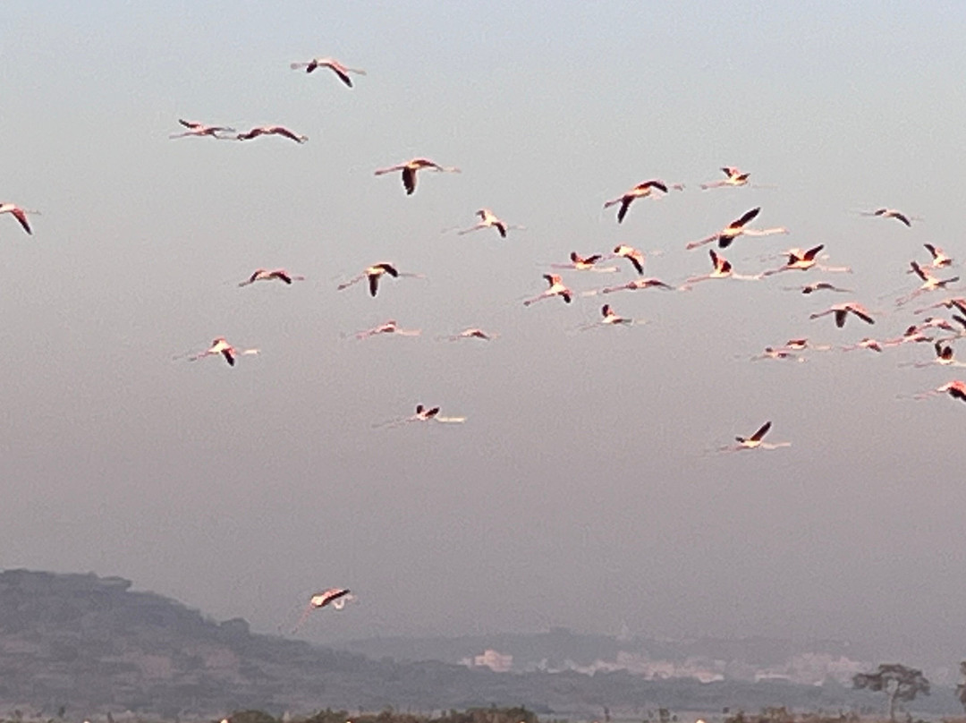 Bhigwan Bird Sanctuary景点图片