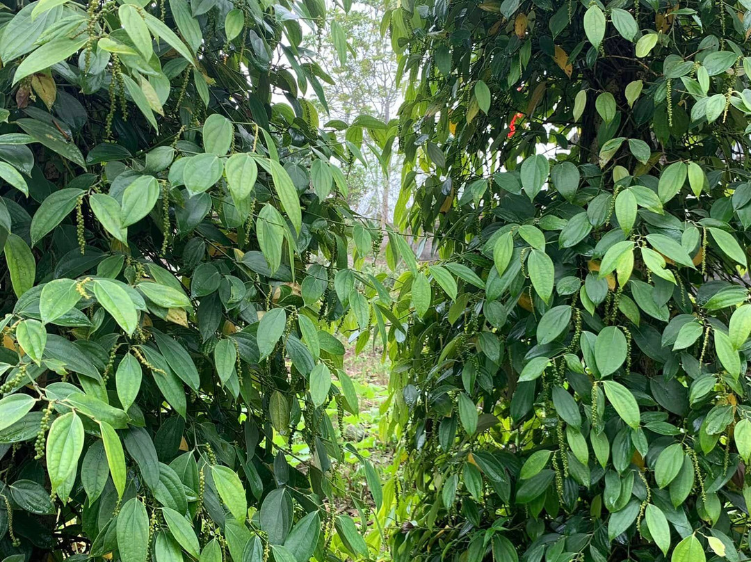 Dong Du Village Responsible Tourism-Nghia Thuan必去景点
