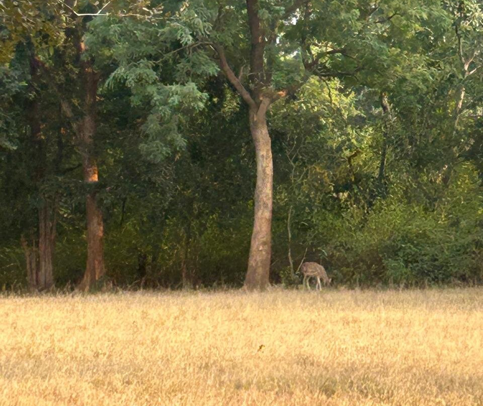 Betla National Park-Palamu District必去景点