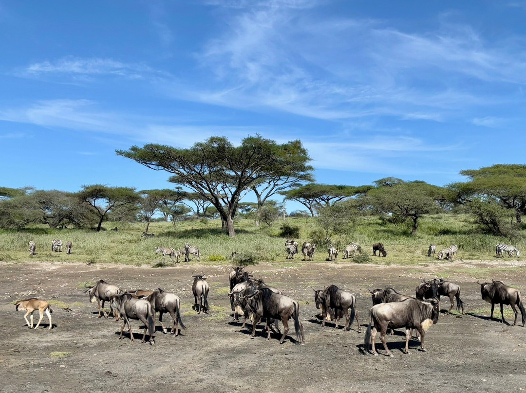 Wild Authentic Tanzania景点图片