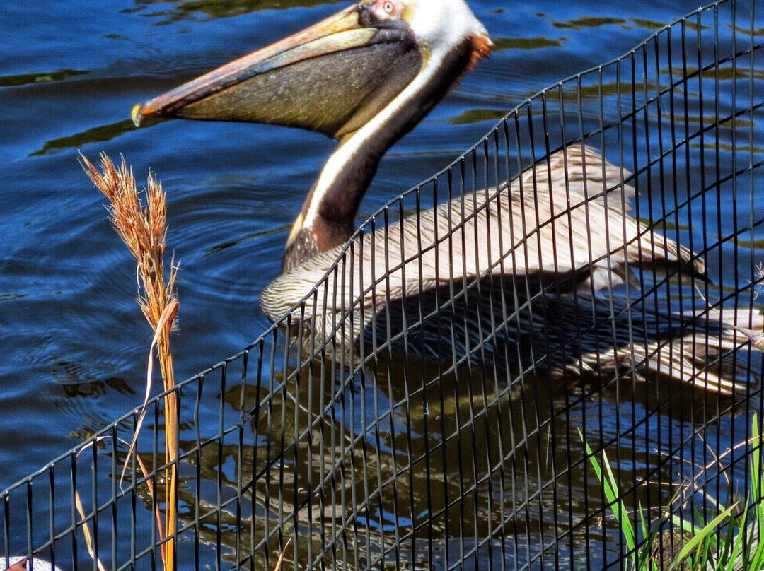 Gulfarium Marine Adventure Park景点图片