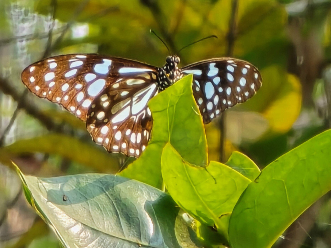 Butterfly Park-Khanvel必去景点