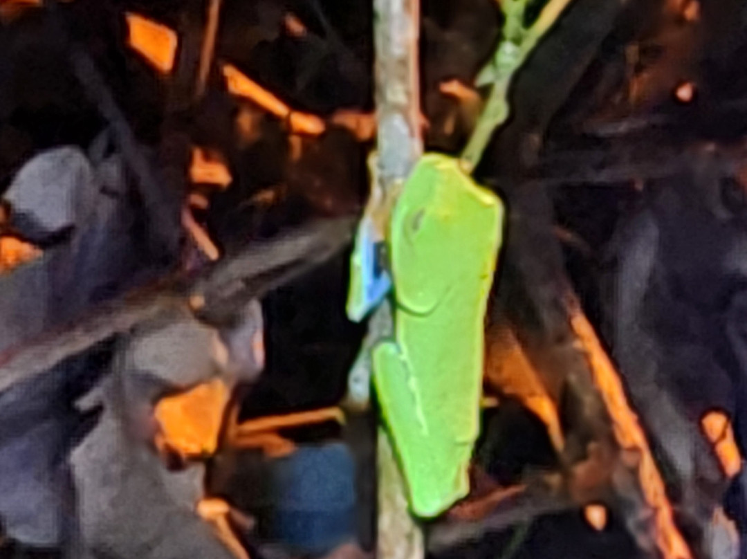 Sambola Tours Tortuguero-托图杰多必去景点