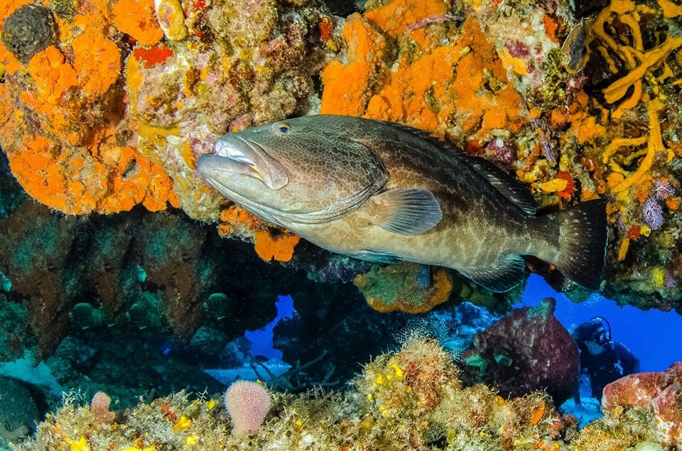 Triton Scuba Diving Centre Halkidiki-Paliouri必去景点