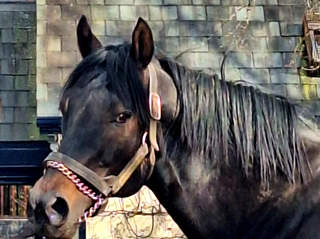 Fethard Horse Country Experience-Fethard必去景点
