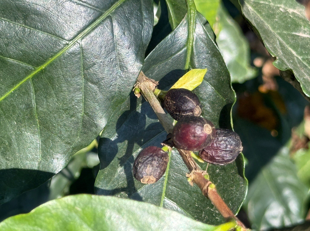 Museo Bola De Oro Finca Roma景点图片