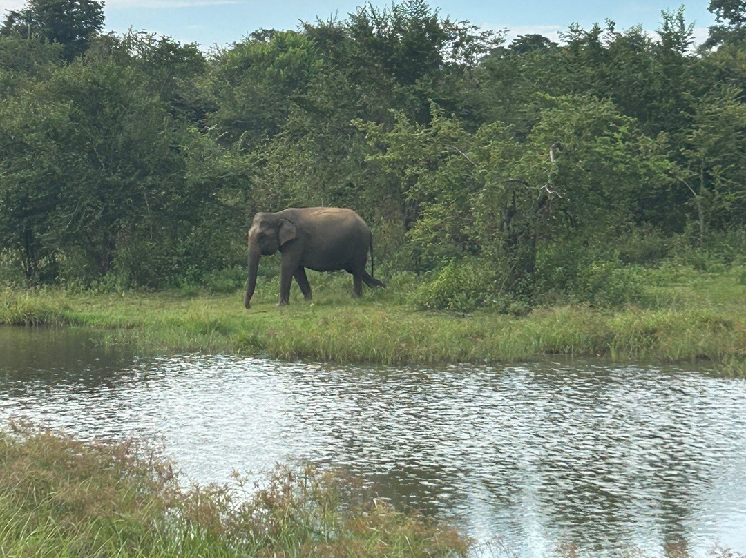 Niluka Safari景点图片