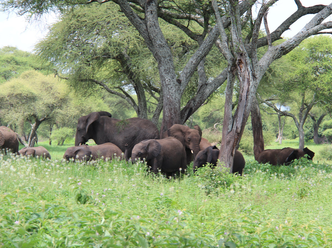 Objectif Tanzania-阿鲁沙必去景点
