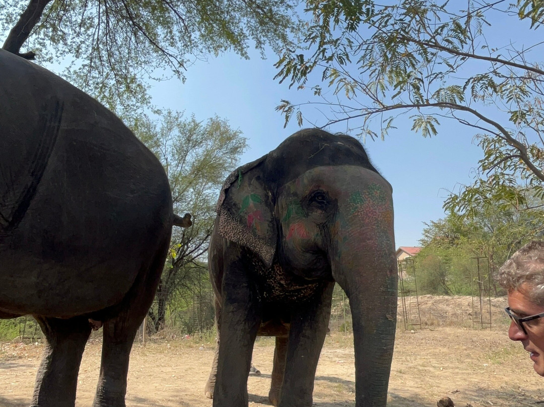 Elephant Joy景点图片
